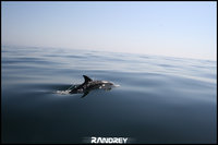 Click image for larger version

Name:	delfin.by.RAndrey.jpg
Views:	119
Size:	412.3 KB
ID:	306556