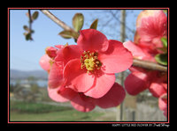 Click image for larger version

Name:	Happy Red Flower.jpg
Views:	94
Size:	149.4 KB
ID:	505761