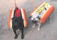 Click image for larger version

Name:	hotdogs.jpg
Views:	112
Size:	44.4 KB
ID:	476498